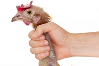 Výraz 'přiškrtit kuře' (choking the chicken) je hojně používán v angličtině.