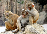 Samice makaků rády nabídnou za vybrání blech z kožichu sexuální protislužbu.