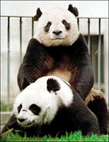 Sledování porna má pandám pomoci zvýšit sexuální apetit.