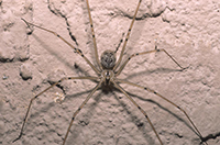 Samice pavouků Physocyclus globulus plodí potomky s parterem, který je nejlépe uspokojil.
