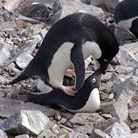 Páření tučňáků kroužkových nemá žádná pravidla – samci nepohrdnou ani vlastním potomkem nebo mrtvou samicí.