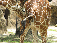 Samec žirafy ochutnává moč samice aby zjistil, zda je připravena na početí.