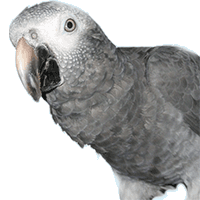 Papoušek žako