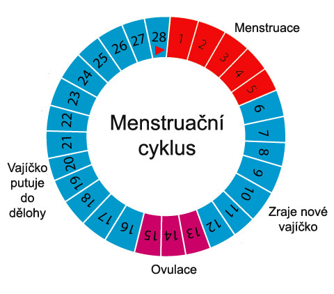 Při zjištování plodných a neplodných dní je potřeba znát svůj menstruační cyklus.