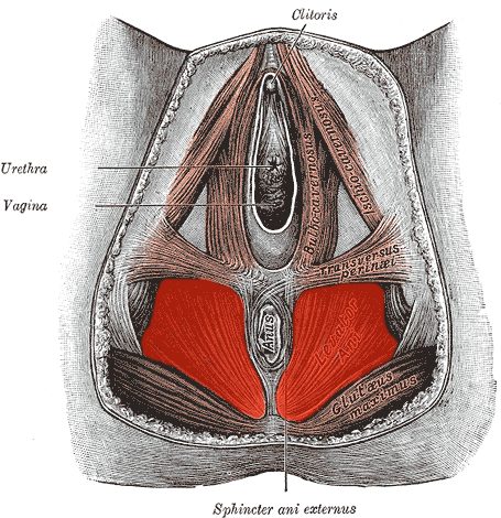 Vaginismus způsobují silné kontrakce svalů pánevního dna.