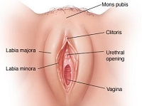 Orientační plánek k ženskému pohlaví, aneb kde byste měli hledat klitoris