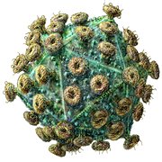 Virus HIV - jeden z nejzákeřnějších virů současnosti.