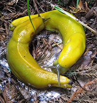 Banánovým slimákům jejich ukousaný penis už nikdy nedoroste.