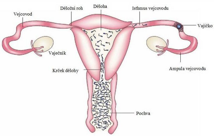spermie v děloze