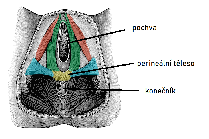 Svaly v perineu (ženské tělo)