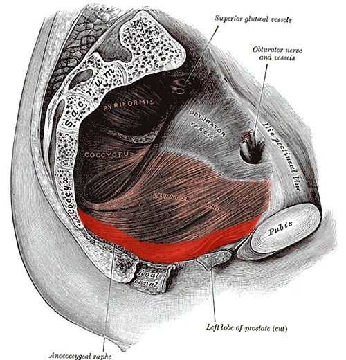Sval pubococcygeus