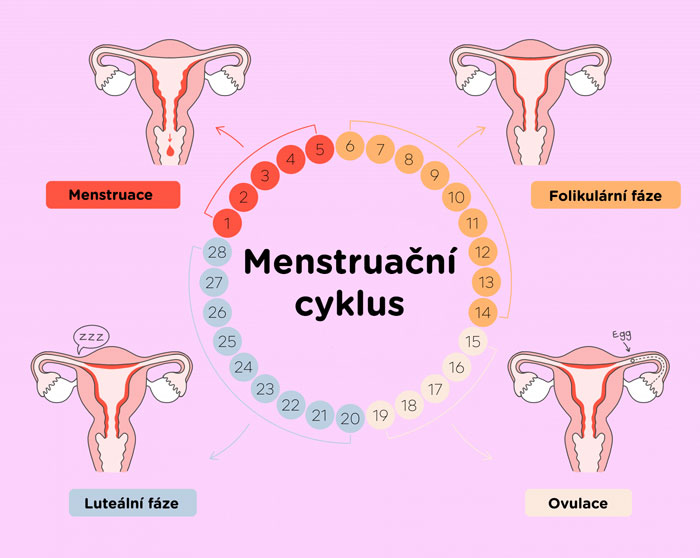 Průběh menstruačního cyklu – menstruace, folikulární fáze, ovulace, luteální fáze