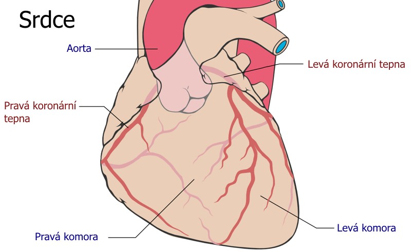 Anatomie srdce