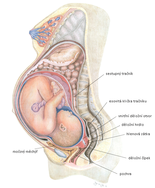 Anatomie těhotenství