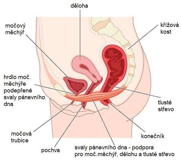 Svaly pánevního dna zasahují přes vagínu i oba svěrače