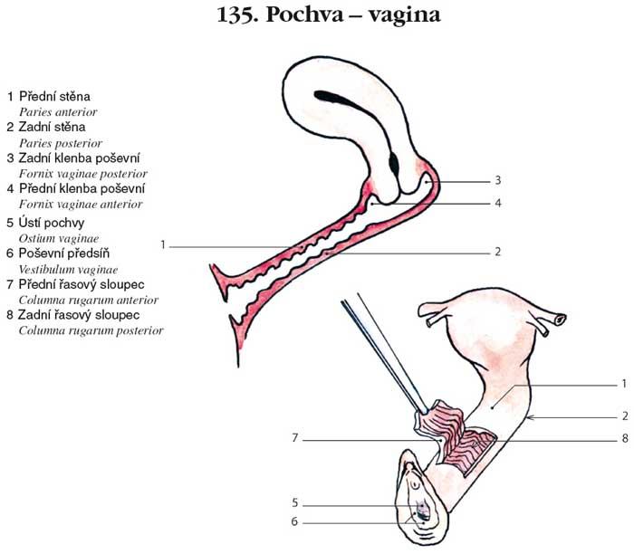 Anatomie vaginy